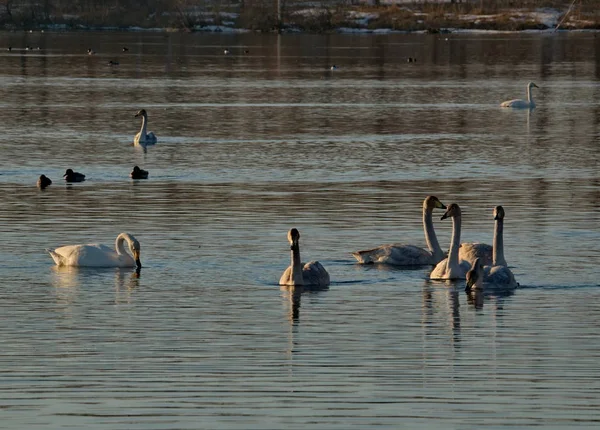 Russia. Altai territory. Protected freezing lake near the village Harvest in which live year-round wild swans and ducks.