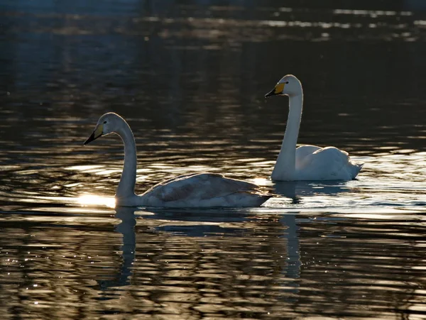 Russia. Altai territory. Protected freezing lake near the village Harvest in which live year-round wild swans and ducks.