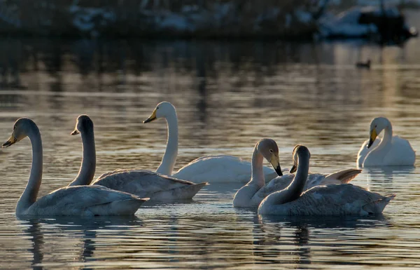 Russia. Altai territory. Protected freezing lake near the village Harvest in which live year-round wild swans and ducks.