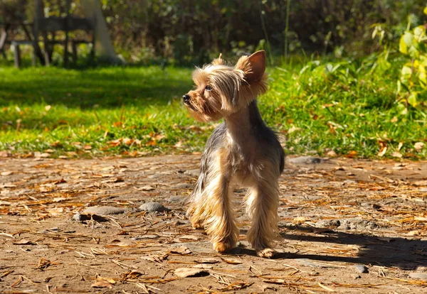 Yorkshire Terrier, or York  decorative dog breed, bred in England, Yorkshire in the late XIX century