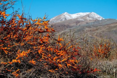 - Rusya. Altai Dağı. Chuya nehrinin kıyısında Chuya yolu boyunca uzanan olgun dikenli çalılar..
