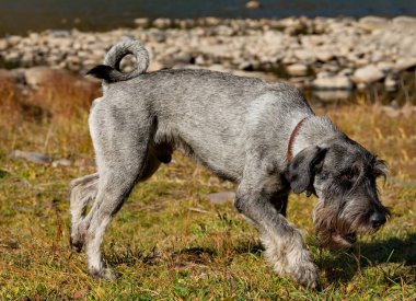 Schnauzer grubunun Mittelschnauzer köpeği harika bir koruyucu ve arama motoru kurdu. Bir gövdenin melez kare biçiminin ayırt edici özellikleri, uzun bir dekorasyon saçından 