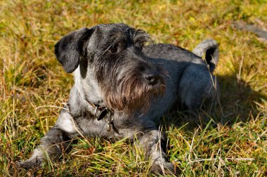 Schnauzer grubunun Mittelschnauzer köpeği harika bir koruyucu ve arama motoru kurdu. Bir gövdenin melez kare biçiminin ayırt edici özellikleri, uzun bir dekorasyon saçından 