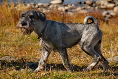 Schnauzer grubunun Mittelschnauzer köpeği harika bir koruyucu ve arama motoru kurdu. Bir gövdenin melez kare biçiminin ayırt edici özellikleri, uzun bir dekorasyon saçından 