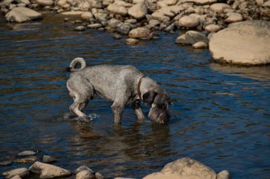 Schnauzer grubunun Mittelschnauzer köpeği harika bir koruyucu ve arama motoru kurdu. Bir gövdenin melez kare biçiminin ayırt edici özellikleri, uzun bir dekorasyon saçından 