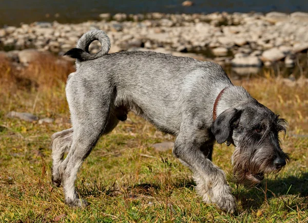 来自Schnauzer集团的Mittelschnauzer犬建立了一个伟大的监护人和搜索引擎 树干长方形 有效的 与装饰长发的明显特征 — 图库照片