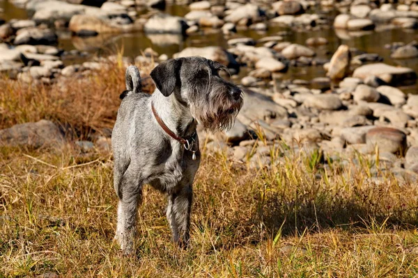 Mittelschnauzer Pes Skupiny Schnauzer Založil Velký Strážce Vyhledávač Charakteristické Rysy — Stock fotografie