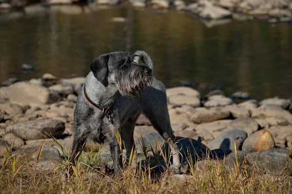 Mittelschnauzer Pes Skupiny Schnauzer Založil Velký Strážce Vyhledávač Charakteristické Rysy — Stock fotografie