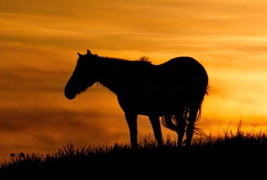 - Rusya. Altai Dağı. Akşam güneşinin sert ışığında otlayan atlar..