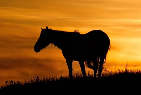 Russia Mountain Altai Grazing Horses Harsh Light Evening Sun — Stock Photo, Image