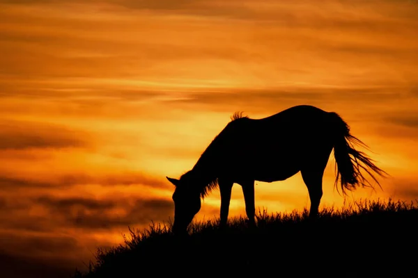 Rusia Montaña Altai Grazing Caballos Dura Luz Del Sol Noche — Foto de Stock