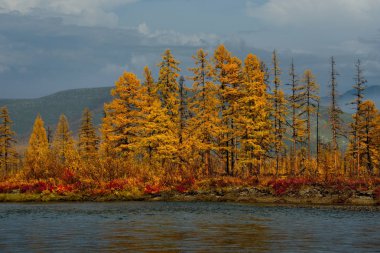 - Rusya. Uzak Doğu. Sonbaharın renkleri, Kolyma nehrinin kolları olan Magadan 'ın soğuk su nehirleridir.