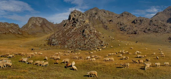 Rosja Górski Altai Stado Owiec Pasie Się Między Górami Położonymi — Zdjęcie stockowe