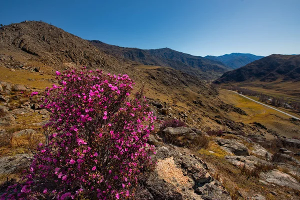 - Rusya. Batı Sibirya 'nın güneyi. Altai Dağı. Chuysky yolu boyunca uzanan yüksek dağların kayalık yamaçlarında bulunan rhododendron Ledebur 'un (maralnik) çiçek açmasına erken yaşlarda binlerce turist hayran olabilir..