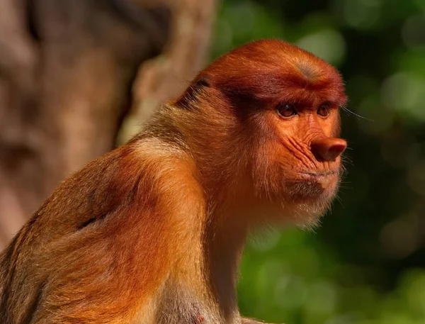 Malasia Mono Nariz Larga Kahau Una Especie Primates Subfamilia Monos —  Fotos de Stock