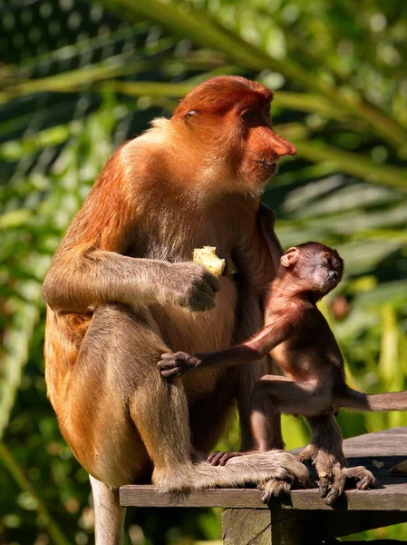 Malasia Mono Nariz Larga Kahau Una Especie Primates Subfamilia Monos — Foto de Stock