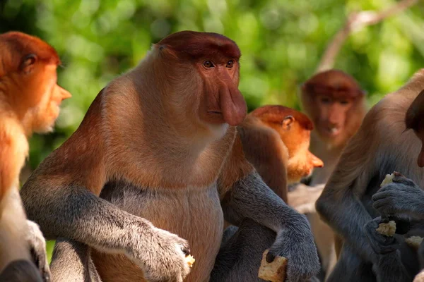 Malasia Mono Nariz Larga Kahau Una Especie Primates Subfamilia Monos — Foto de Stock