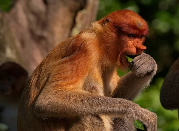 Malaysia Der Langnasenaffe Oder Kahau Ist Eine Primatenart Aus Der — Stockfoto