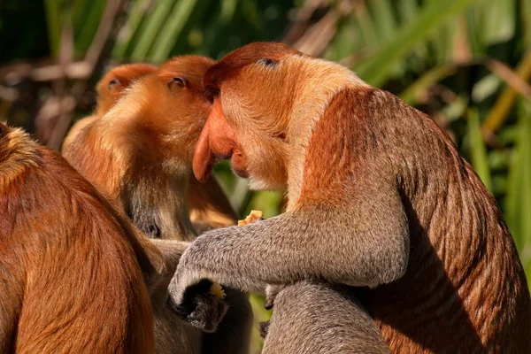 Malaysia Der Langnasenaffe Oder Kahau Ist Eine Primatenart Aus Der — Stockfoto