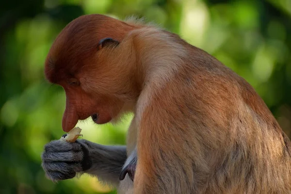 Malásia Macaco Nariz Comprido Kahau Uma Espécie Primatas Subfamília Dos — Fotografia de Stock