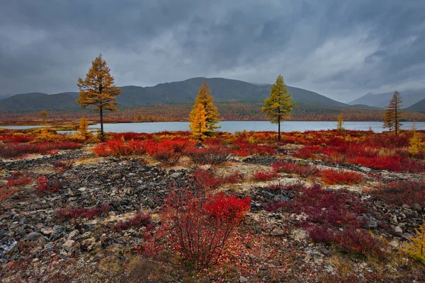 Ρωσία Άπω Ανατολή Χρώματα Του Φθινοπώρου Είναι Λίμνες Κρύου Νερού — Φωτογραφία Αρχείου