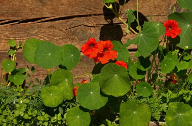 - Rusya. Çiçek açan Nasturtium (nasturtium sarması)).