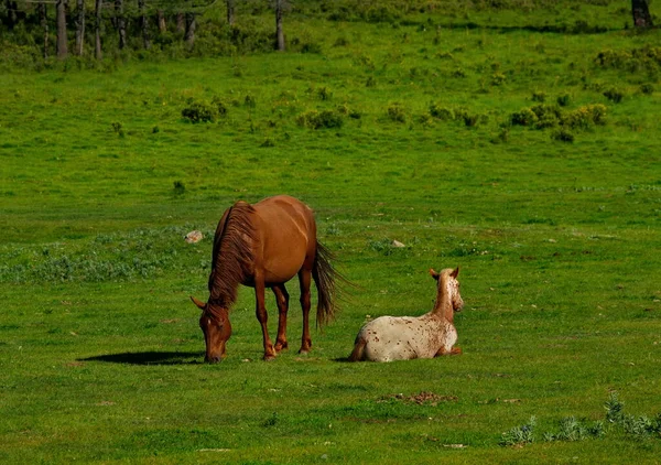 Ρωσία Βουνό Αλτάι Γαλήνια Βόσκουν Άλογα Πουλάρια Στην Κοιλάδα Του — Φωτογραφία Αρχείου