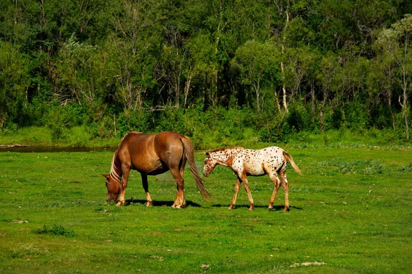 Rusland Berg Altai Vredig Grazende Paarden Met Veulens Vallei Van — Stockfoto