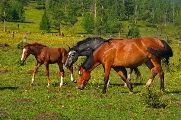 Russia Mountain Altai Peacefully Grazing Horses Foals Valley Yabogan River — Stock Photo, Image