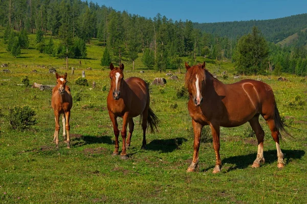 Rosja Górski Altai Pokojowo Wypasane Konie Źrebakami Dolinie Rzeki Yabogan — Zdjęcie stockowe