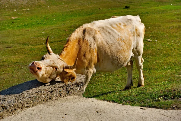 Rússia Montanha Altai Vaca Tenta Livrar Parasitas Pescoço Com Ajuda — Fotografia de Stock