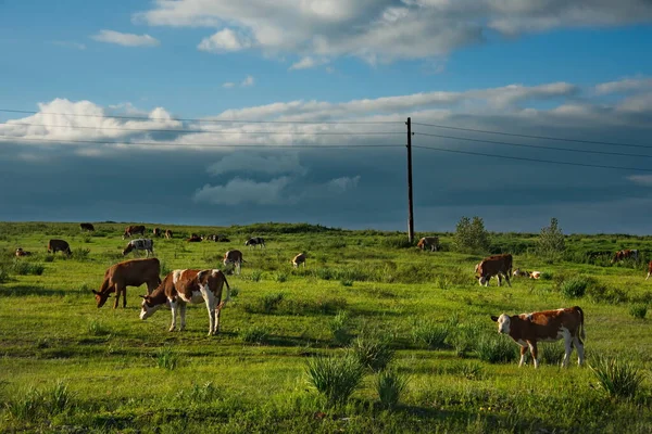 Russia Khakassia Cows Vacation First Sunlight Early Morning Shira Uzhur — Stock Photo, Image