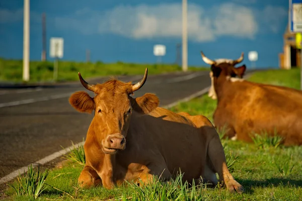 Russie Khakassia Vaches Vacances Premier Soleil Matin Long Route Shira — Photo