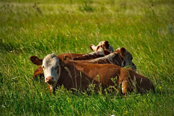Russie Khakassia Vaches Vacances Premier Soleil Matin Long Route Shira — Photo