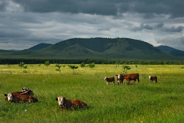 Russia. Khakassia. Cows on vacation in the first sunlight of the early morning along the Shira-Uzhur road.