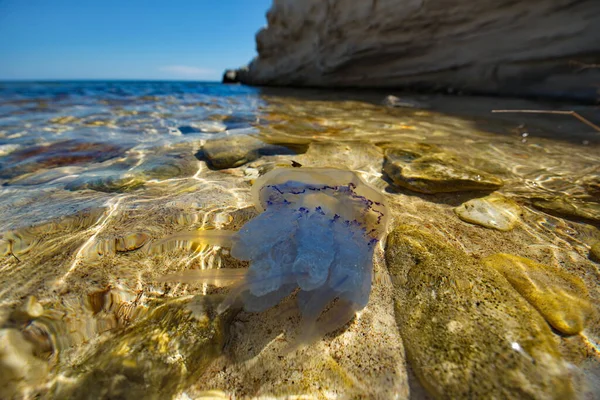 Russia. South-West coast of Crimea. Kornerot jellyfish (Rhizostoma pulmo) is the largest and most dangerous jellyfish in the Black sea. It can sting a swimming person, but without fatal results.