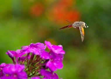 - Rusya. Kuznetsk Alatau 'da. Yaygın atmaca güvesi Phlox (ya da büyük gagalı yıldız) üzerinde süzülüyor. Bu güve nektar toplarken çiçeğin üzerine düşmez..