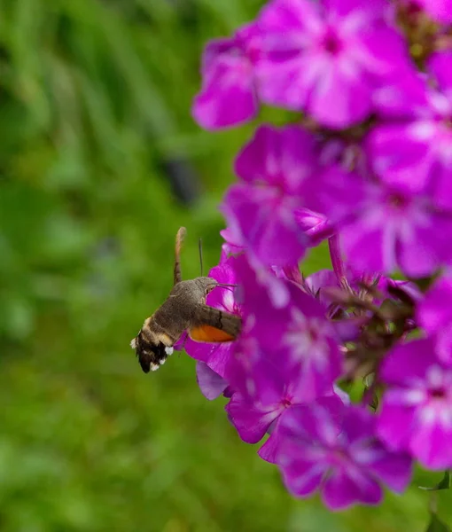 Rusya Kuznetsk Alatau Yaygın Atmaca Güvesi Phlox Büyük Gagalı Yıldız — Stok fotoğraf