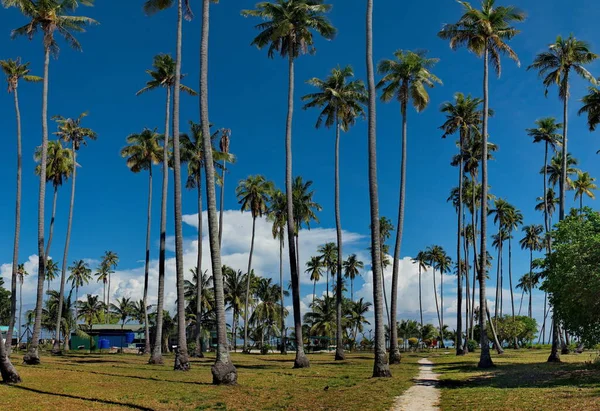 Malaysia Kom Igen Många Korallöarna Täckt Med Kokospalmer Längs Borneos — Stockfoto