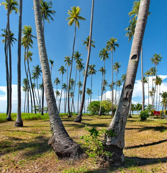 Malezja Semporna Jedna Wielu Wysp Koralowych Pokryta Palmami Kokosowymi Wzdłuż — Zdjęcie stockowe
