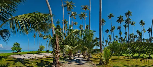 Malezja Semporna Jedna Wielu Wysp Koralowych Pokryta Palmami Kokosowymi Wzdłuż — Zdjęcie stockowe