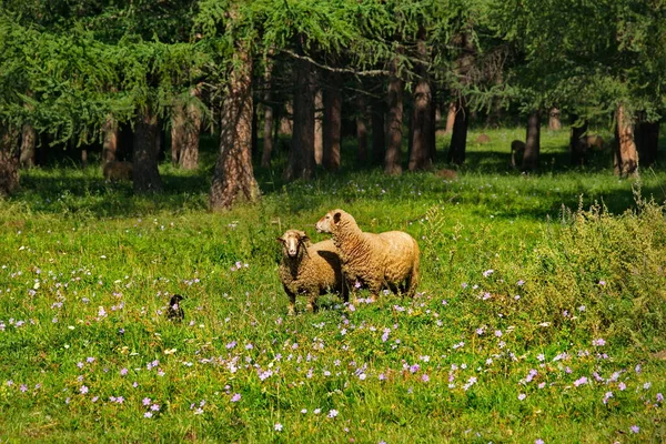 Die Hochweiden Des Altai Gebirges Russland Altai Schafe Weiden Friedlich — Stockfoto