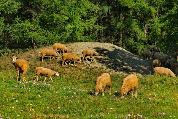 Altas Pastagens Das Montanhas Altai Rússia Montanha Altai Ovelhas Pastando — Fotografia de Stock