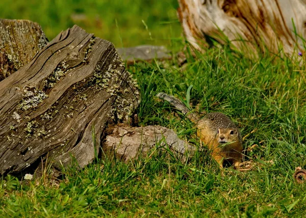 Russland Bergaltai Den Tälern Der Gebirgsflüsse Leben Gefleckte Ziesel Den — Stockfoto