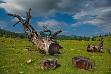 - Rusya. Altai dağları, Yabogan nehri vadisi. Yıllık halkaların sayısına bakılırsa yüz yirmi yıldan daha eski olan dev bir tarla kuşunun uyumu..
