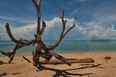 Borneo. Malezya. Borneo 'nun doğu kıyısı boyunca uzanan birçok resif adasından birinin sahil kıyısında pitoresk bir engel var..