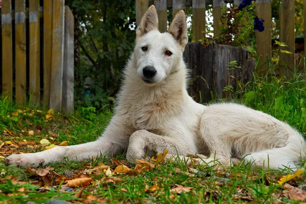 Russie Montagne Altaï Chien Une Race Inconnue Couleur Blanche Repose — Photo