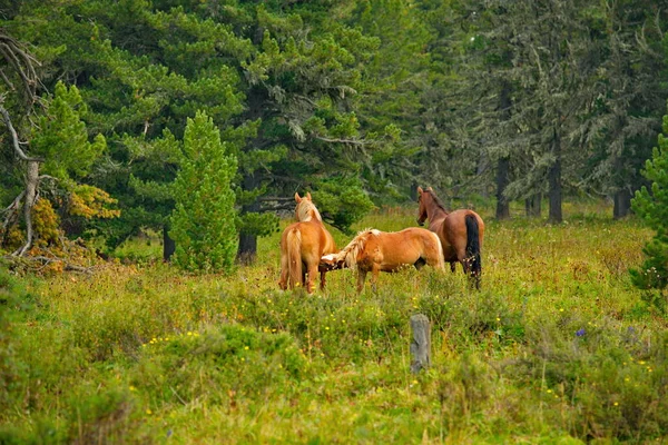 Rosja Górski Altai Pokojowo Wypasane Konie Lesie Cedrowym Przełęczy Seminsky — Zdjęcie stockowe