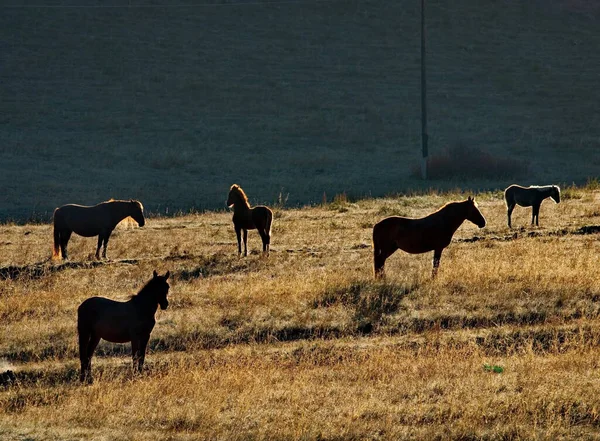 Russland Südwestsibirien Altai Eine Herde Pferde Grast Frei Morgenlicht — Stockfoto