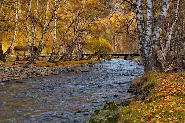 Russland Sibirien Altai Gebirge Jahreszeit Herbst Natur Birke Baum Fluss — Stockfoto